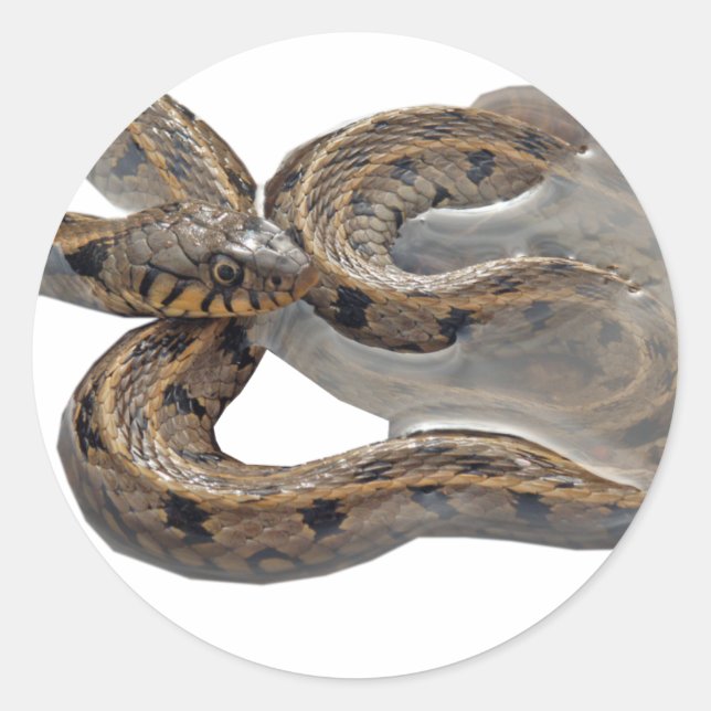 Adesivo Redondo Natrix Grass Cobra (Frente)