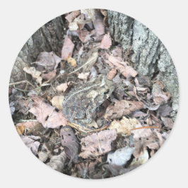 Adesivo Redondo Nature Scavenger Hunt Sticker: Toad Animal ID