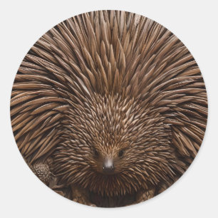 Adesivo Redondo Nature's Quill: A Echidna Australiana em Madeira,