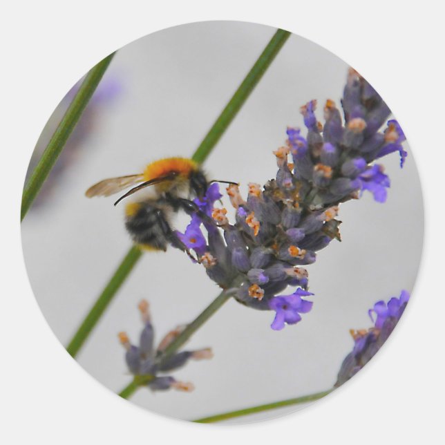 Adesivo Redondo Natures WonMaravilha Workers (Frente)