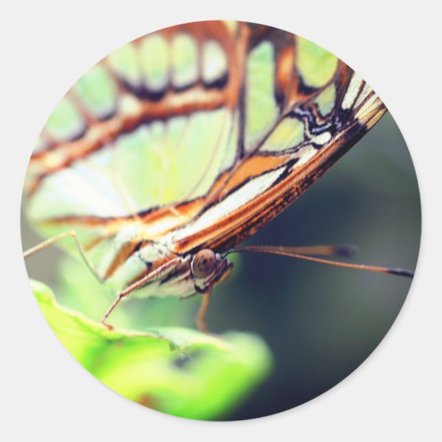Adesivo Redondo Natureza da face da borboleta (Frente)