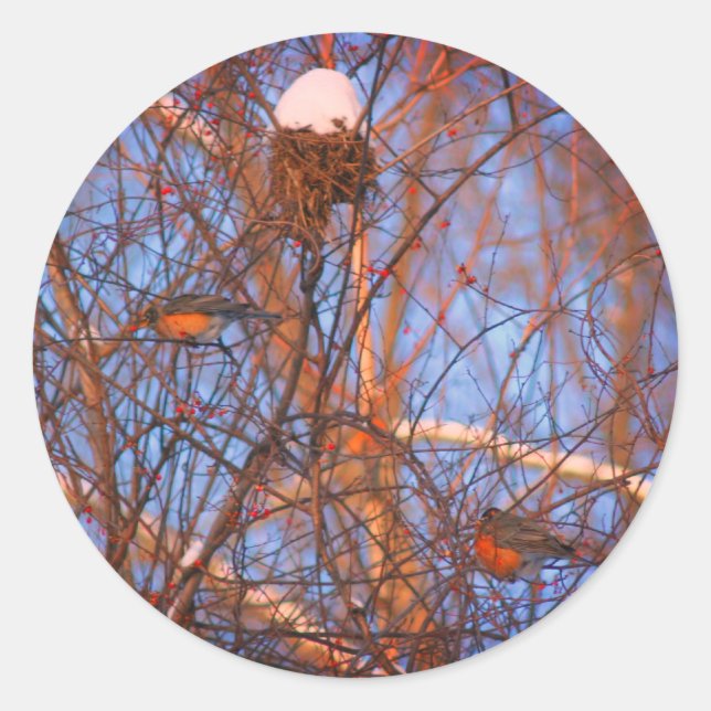 Adesivo Redondo Natureza da vida selvagem dos Robins de inverno (Frente)