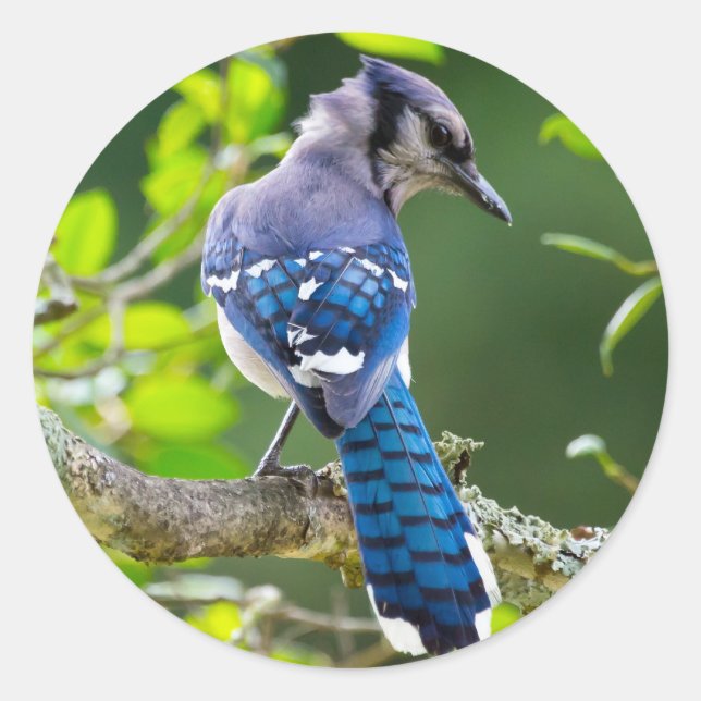 Adesivo Redondo Natureza Fotografia Shy Blue Jay Roupa presente (Frente)
