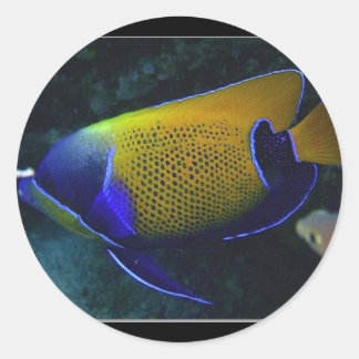 Adesivo Redondo Navarchus