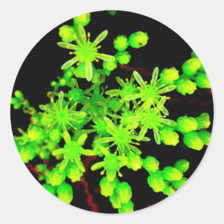 Adesivo Redondo Néon Flower