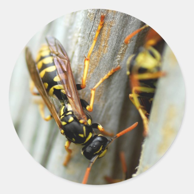 Adesivo Redondo Ninho das vespas (Frente)