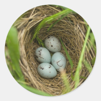Adesivo Redondo Ninho de Ovos