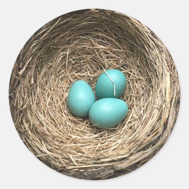 Adesivo Redondo Ninho de Pássaros com Ovos Azuis (Frente)