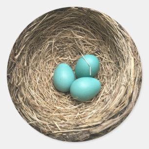 Adesivo Redondo Ninho dos pássaros com ovos azuis