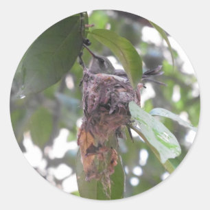 Adesivo Redondo Ninho México do colibri