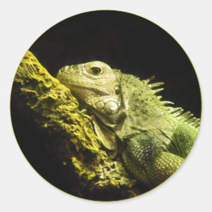 Adesivo Redondo Noble Iguana Stickers