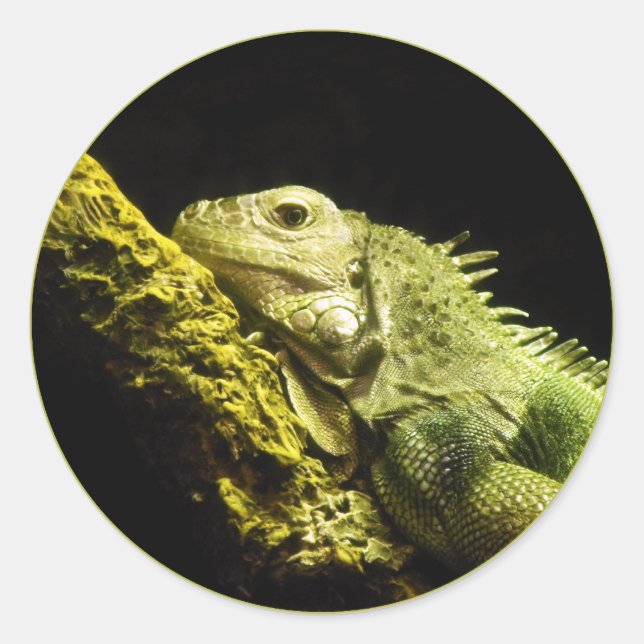 Adesivo Redondo Noble Iguana Stickers (Frente)