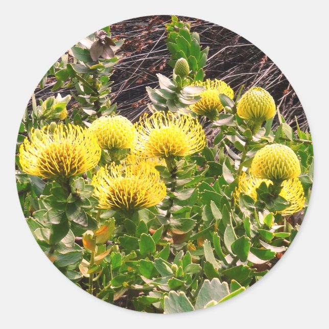 Adesivo Redondo Noding Pincushion Yellow Bird #1Stickers Classic (Frente)