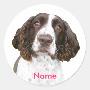 Adesivo Redondo Nome personalizado - Inglês Springer Spaniel Stick
