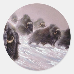 Adesivo Redondo Nordeste, Musk Ox