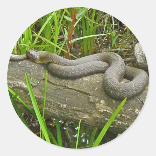Adesivo Redondo Norte de Cobra de Água do  no Log de Vários Itens (Frente)