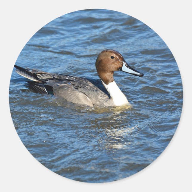 Adesivo Redondo Norte Pintail Duck (Frente)