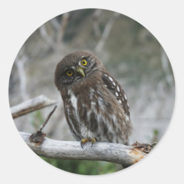 Adesivo Redondo Norte Pygmy Owl