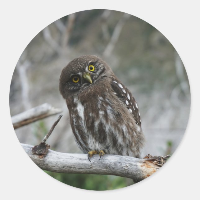 Adesivo Redondo Norte Pygmy Owl (Frente)