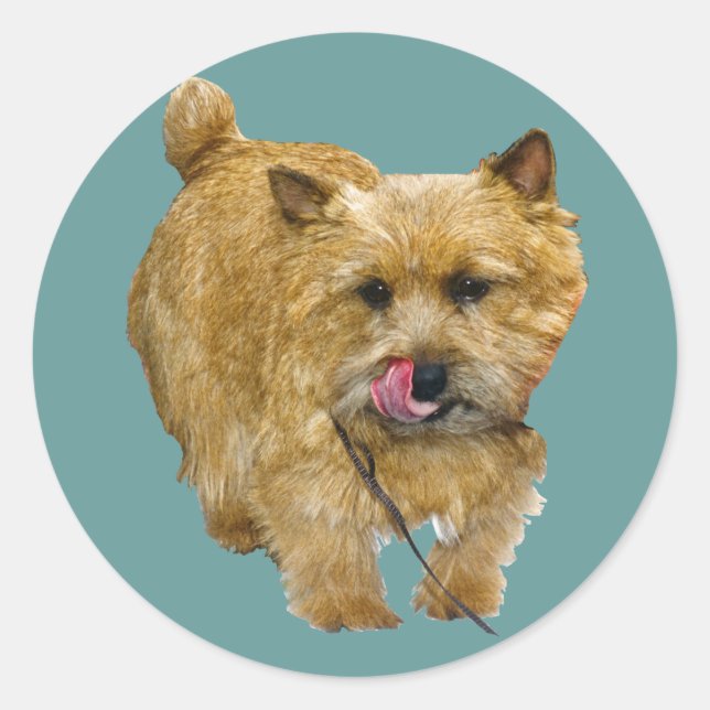 Adesivo Redondo Norwich Terrier (Frente)