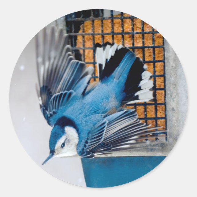 Adesivo Redondo Nuthatch Branca em Neve - Foto original (Frente)
