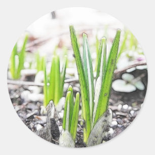Adesivo Redondo O açafrão Sprouts na primavera o jardim