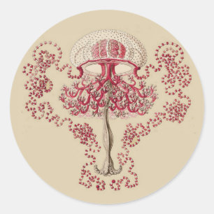 Adesivo Redondo O Anthomedusea de Ernst Haeckel