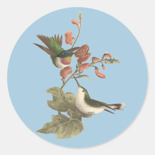Adesivo Redondo O beija-flor de garganta vermelha ou de garganta s
