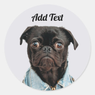 Adesivo Redondo O cão preto do Pug adiciona o texto
