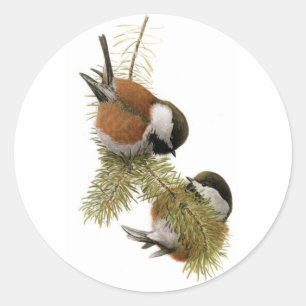 Adesivo Redondo O Chickadee Castanha-suportado de Fuertes