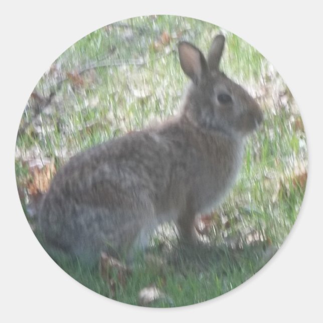 Adesivo Redondo O Coelho Feliz (Frente)