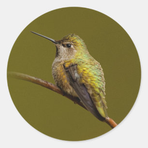 Adesivo Redondo O colibri de Anna no escarlate de Trumpetvine