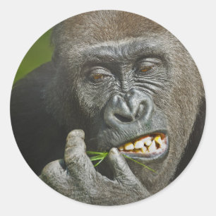 Adesivo Redondo O feliz ano novo da astrologia do gorila do macaco