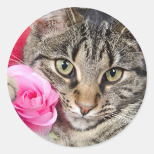 Adesivo Redondo O gato de gato malhado bonito com aumentou
