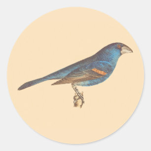 Adesivo Redondo O Grosbeak Azul, os Pássaros de Nova Iorque de Jam