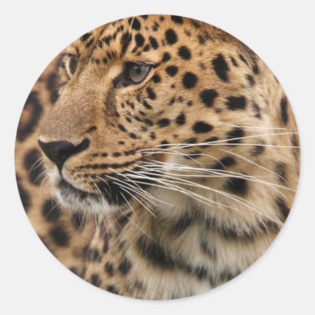 Adesivo Redondo O Leopardo (Frente)