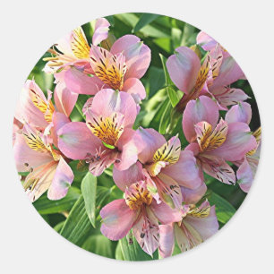 Adesivo Redondo O lírio peruano (alstroemeria) floresce na flor