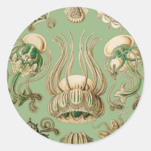 Adesivo Redondo O Narcomedusae de Ernst Haeckel
