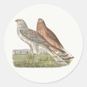 Adesivo Redondo O Norte Harrier NY Bird