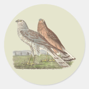 Adesivo Redondo O Norte Harrier NY Bird