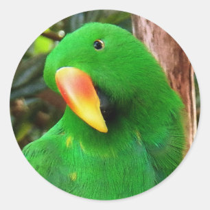Adesivo Redondo O Orador Verde Eclectus Parrot