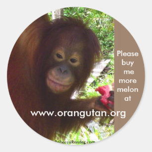 Adesivo Redondo O orangotango vai macaco para a melancia