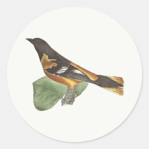Adesivo Redondo O Ouro ou Baltimore Oriole (Icterus galbula)