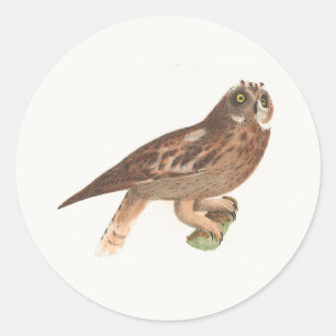Adesivo Redondo O Pássaro de Nova Iorque (Otus palustris)