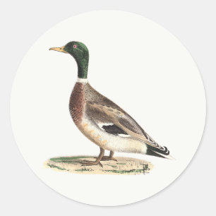 Adesivo Redondo O Pato-de-Alá ou Selvagem (Anas platyrhynchos)