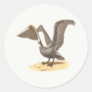 Adesivo Redondo O Pelicano marrom (Pelecanus occidentalis) NY Bird