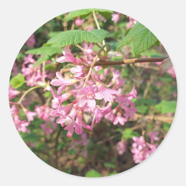 Adesivo Redondo O Pink de Pokey no Parque (Frente)