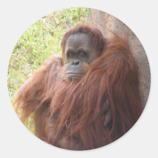 Adesivo Redondo O que há para sorrir?