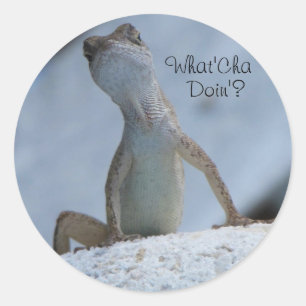 Adesivo Redondo O Que Você Está Fazendo? Lagarto Anolis Marrom Ade