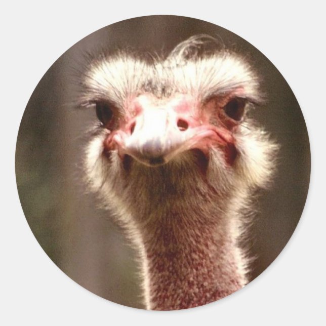 Adesivo Redondo O que você está olhando? (Frente)